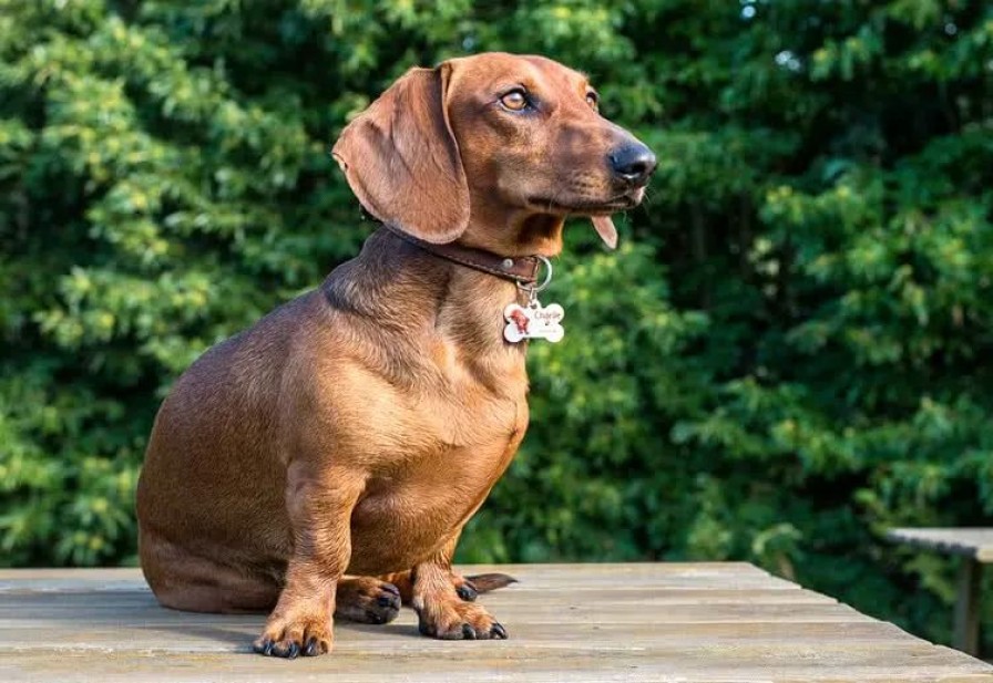 Geschenken Smartphoto Huisdier Accessoires | Maak Nu Je Naamplaatje Voor Hond Of Kat